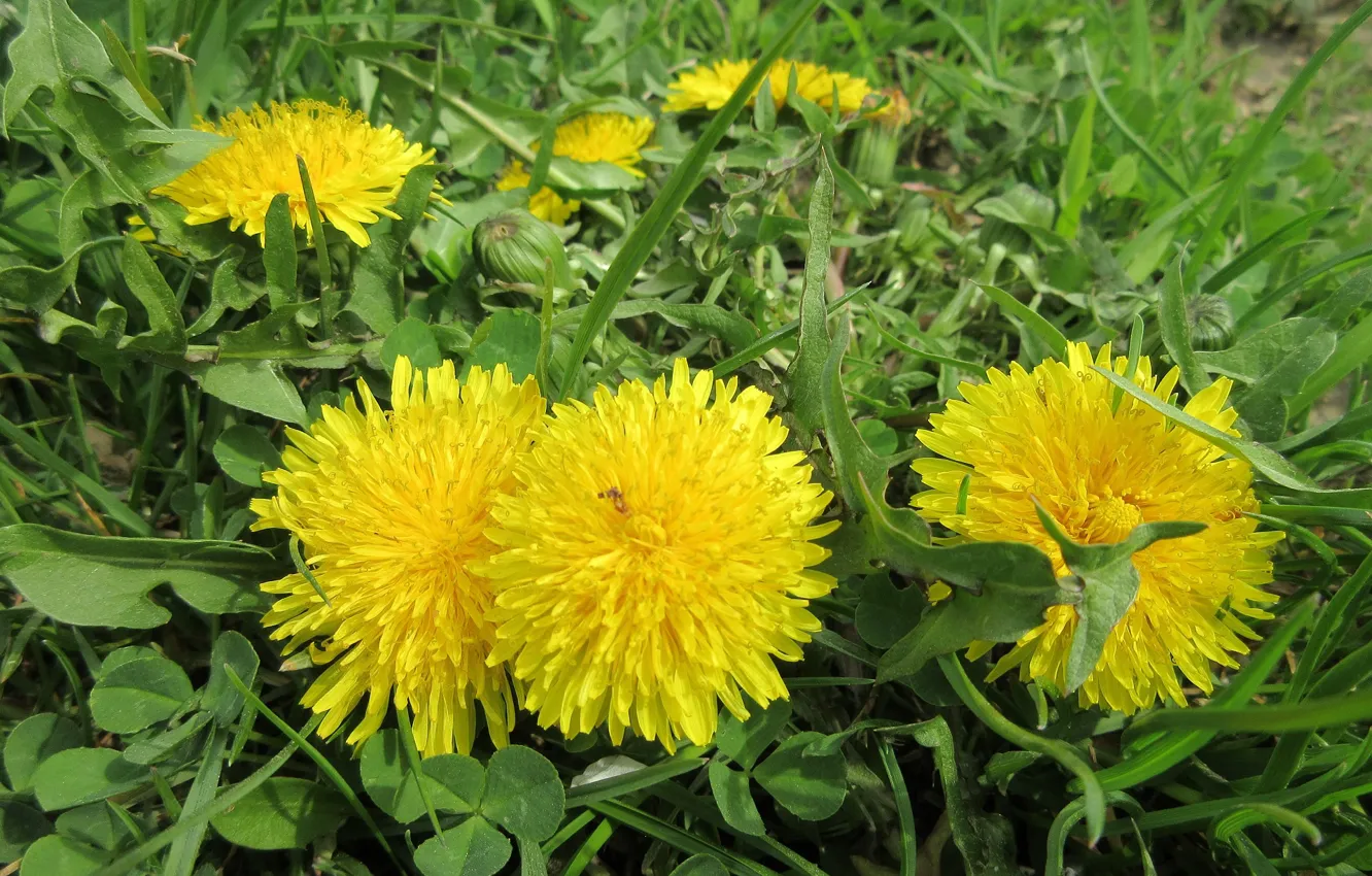 Photo wallpaper dandelion, April, spring 2018, Meduzanol ©