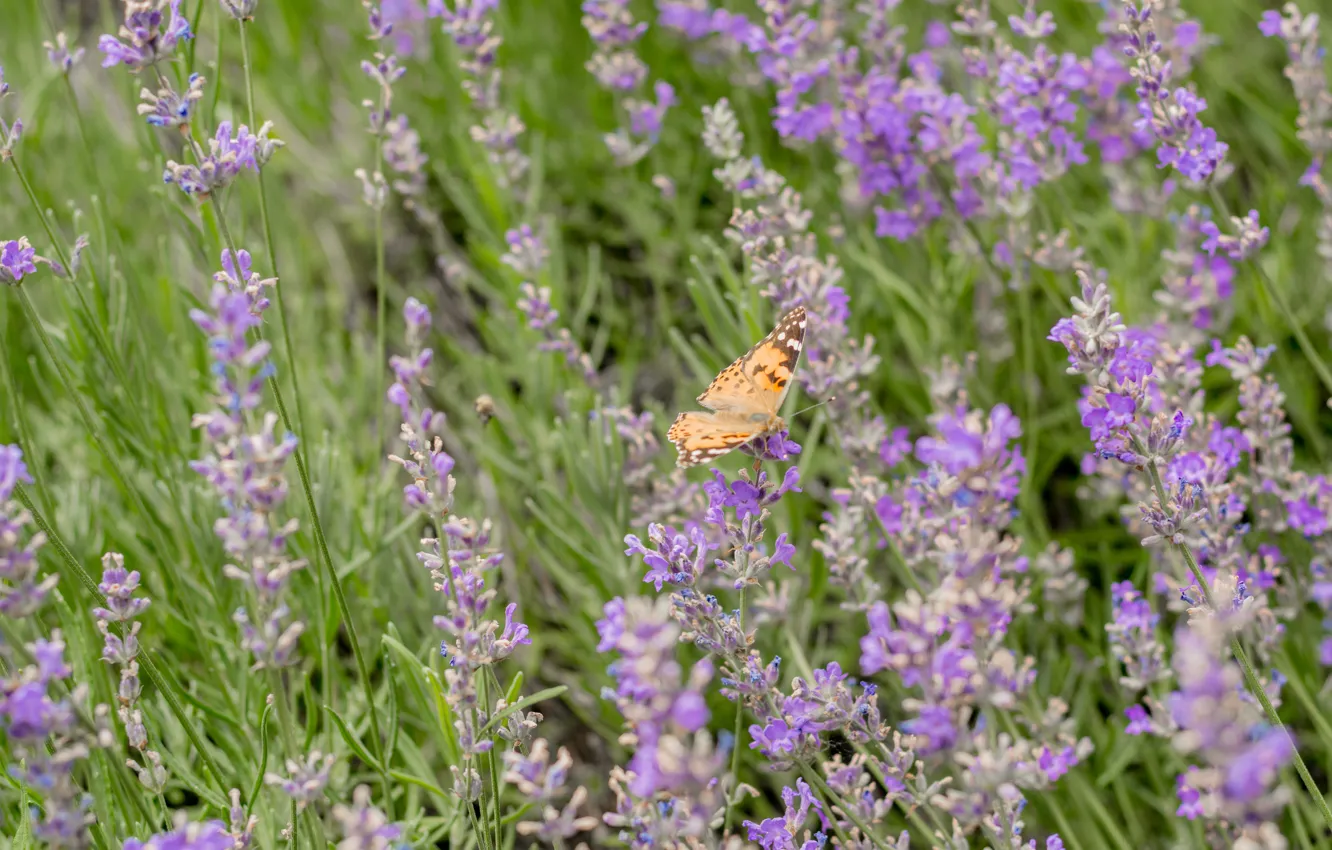 Photo wallpaper field, summer, butterfly, lavender, Metalic