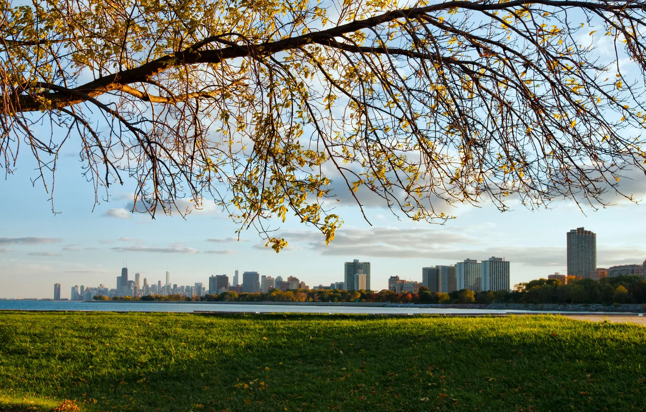 Photo wallpaper grass, the city, tree, skyscrapers, Chicago, Illinois, Michigan