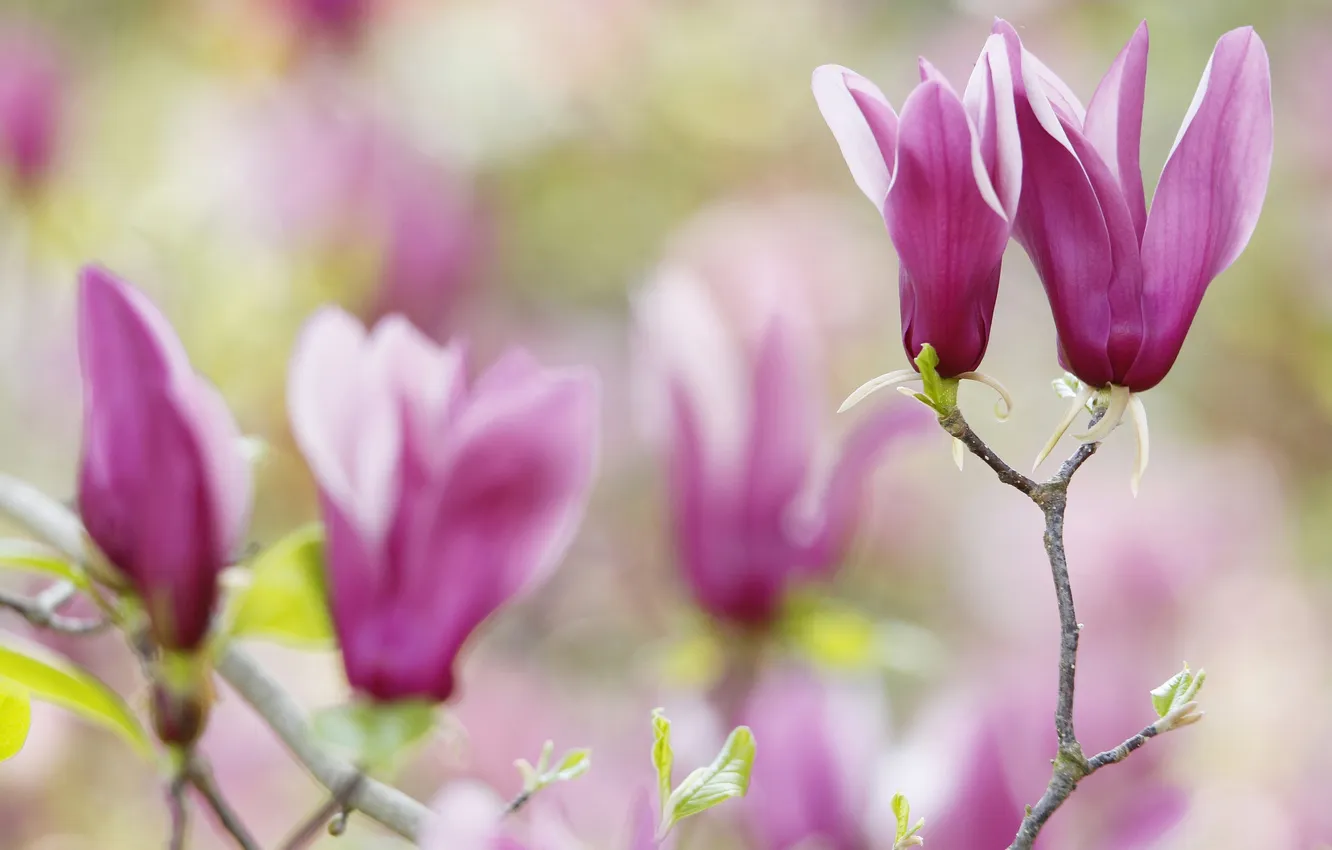 Photo wallpaper trees, flowers, petals, Magnolia