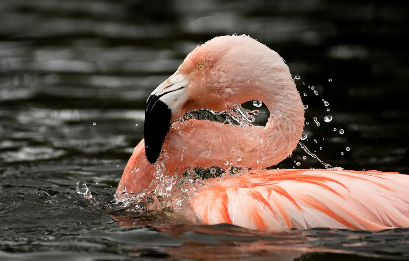 Photo wallpaper water, bird, Flamingo