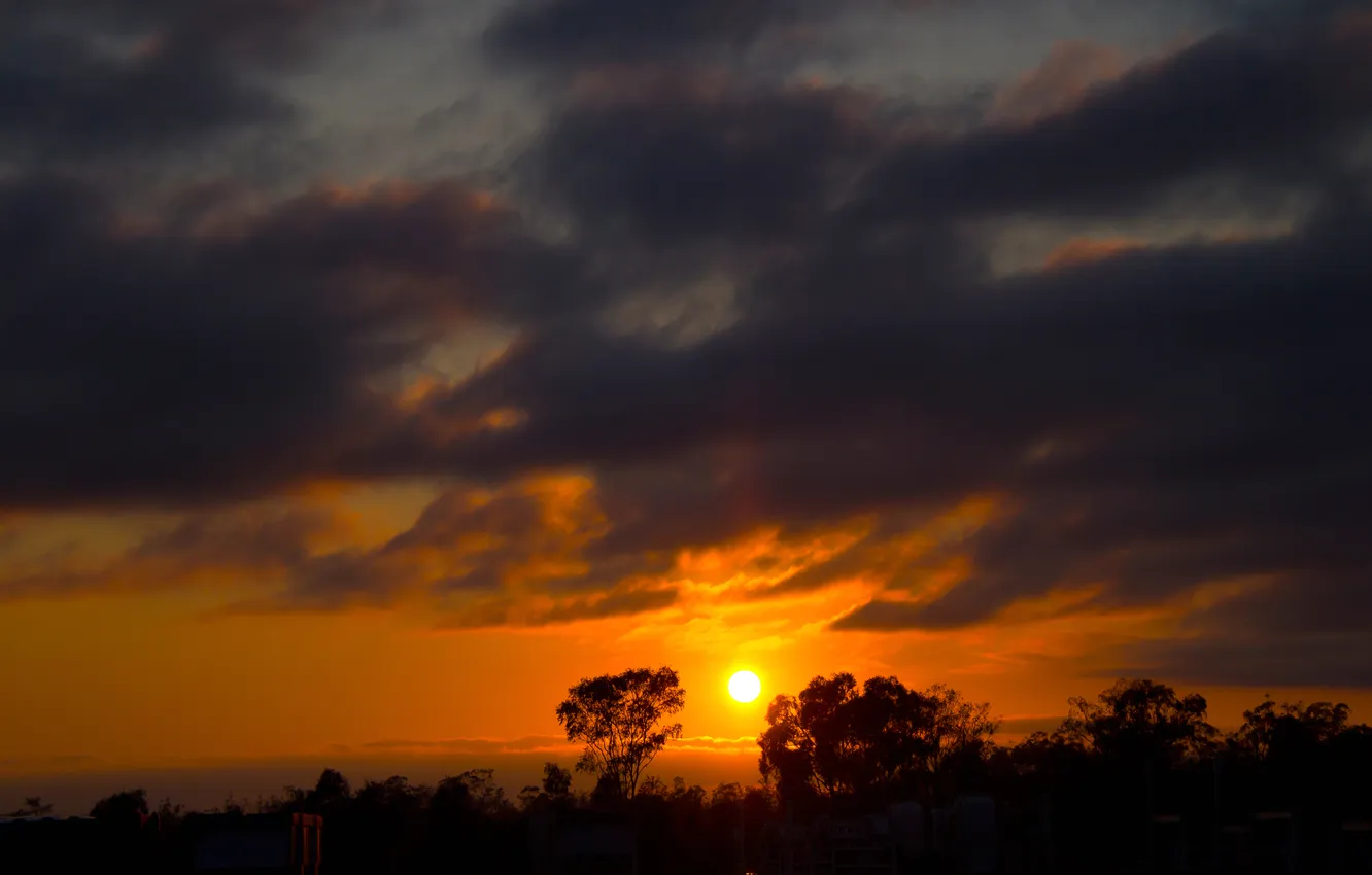 Photo wallpaper the sky, the sun, clouds, trees, sunset, horizon