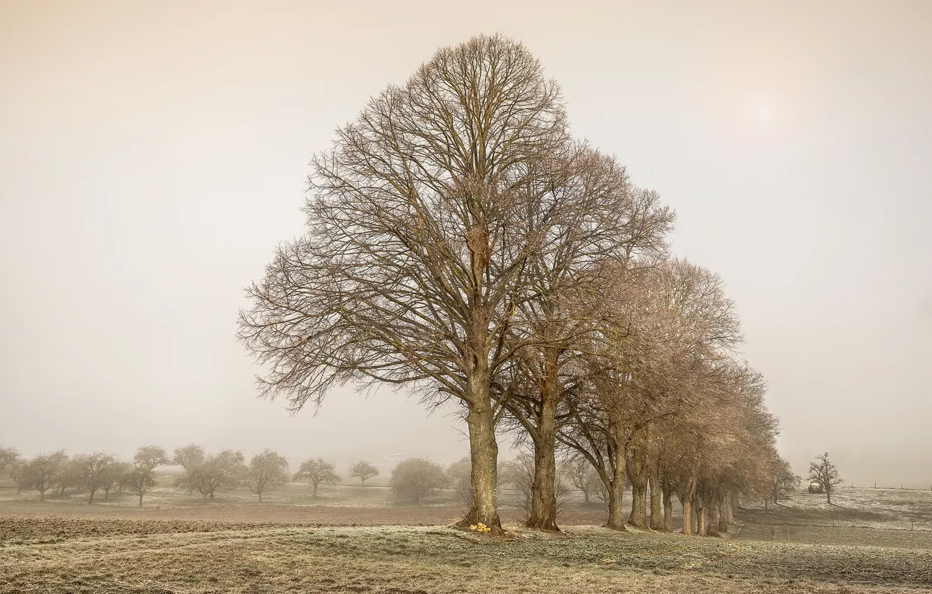 Photo wallpaper field, trees, nature