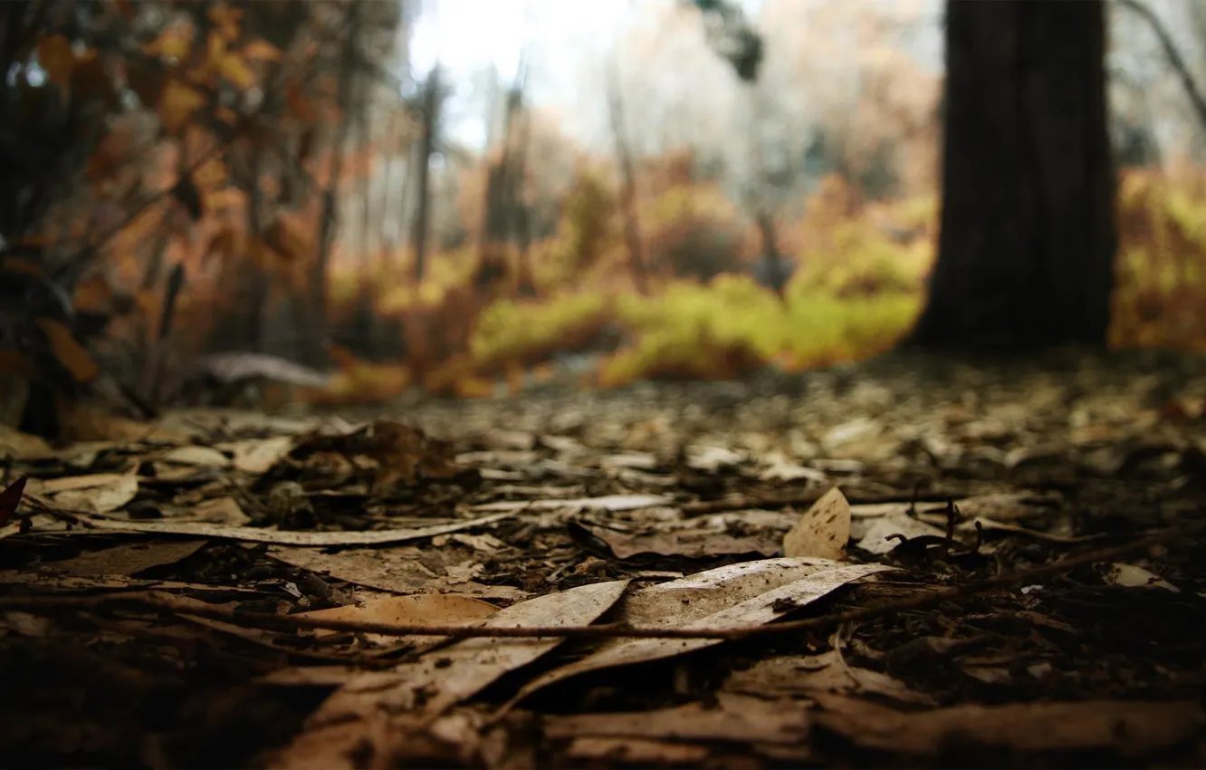 Photo wallpaper autumn, forest, leaves, macro, nature