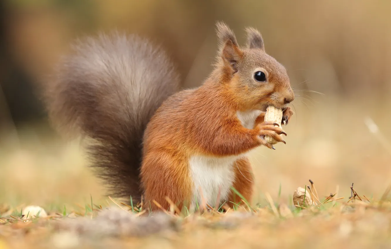 Photo wallpaper grass, look, nature, pose, background, protein, red, nuts