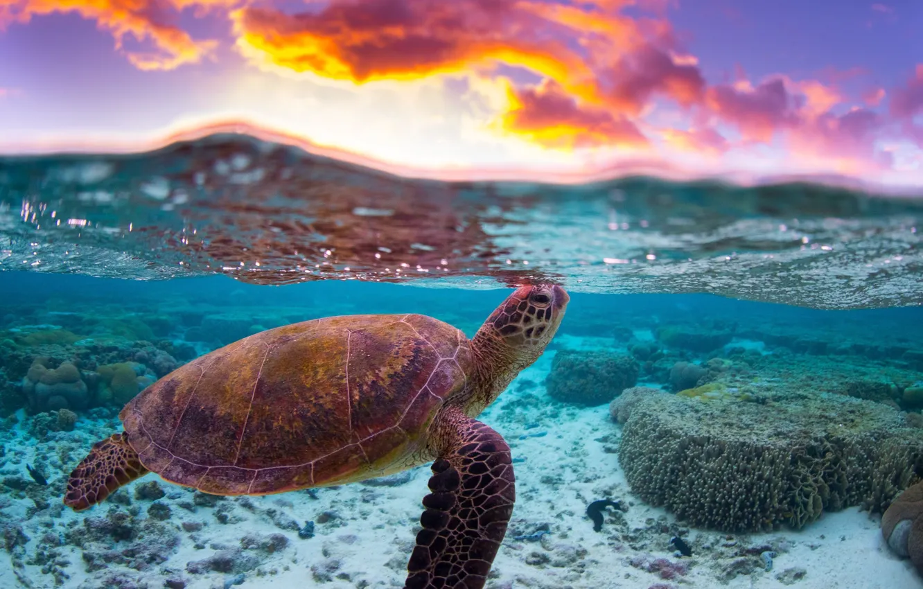 Photo wallpaper sea, water, clouds, the ocean, turtle, reef, split