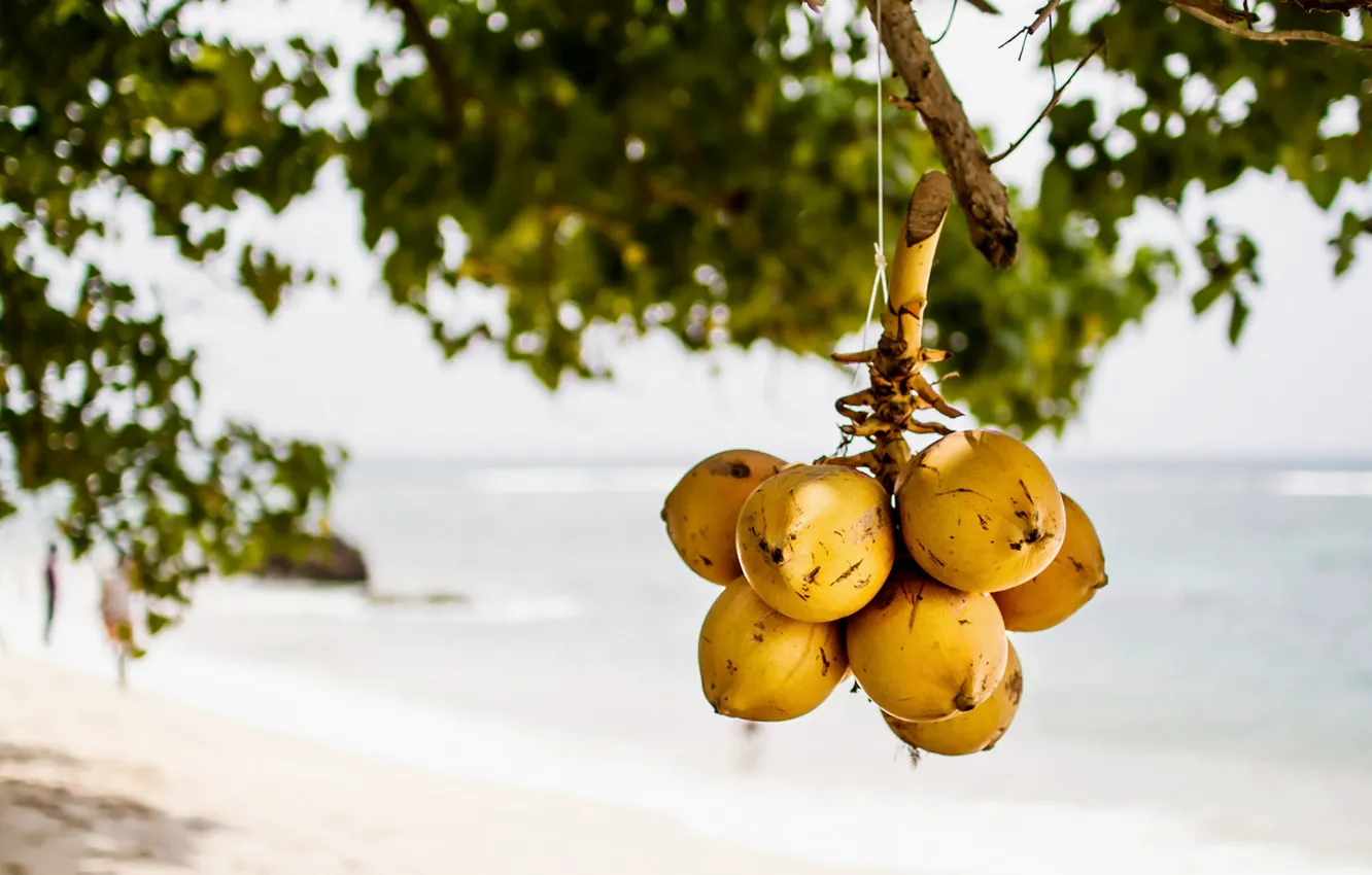 Photo wallpaper summer, beach, sea, ocean, tree, sand, bokeh, seaside