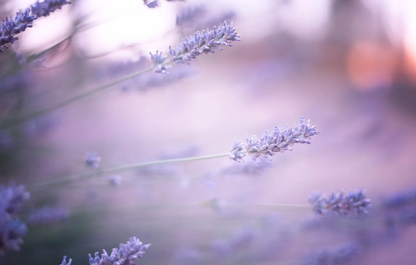Photo wallpaper flowers, glare, blur, lavender, lilac
