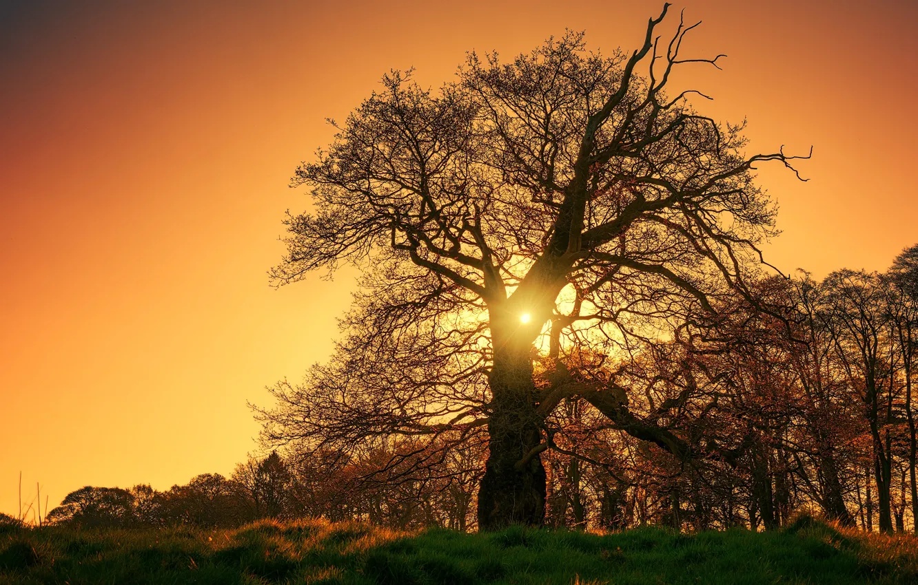 Photo wallpaper the sky, grass, the sun, rays, light, trees, sunset, orange