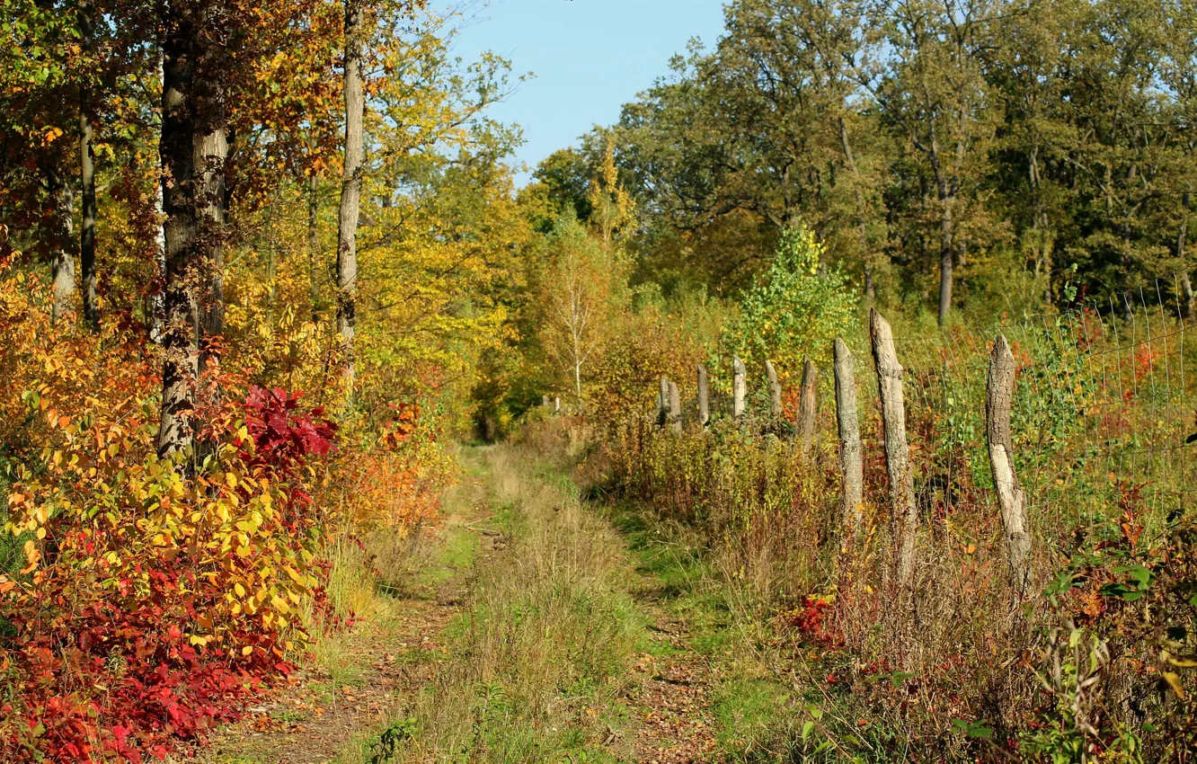 Photo wallpaper road, autumn, grass, trees