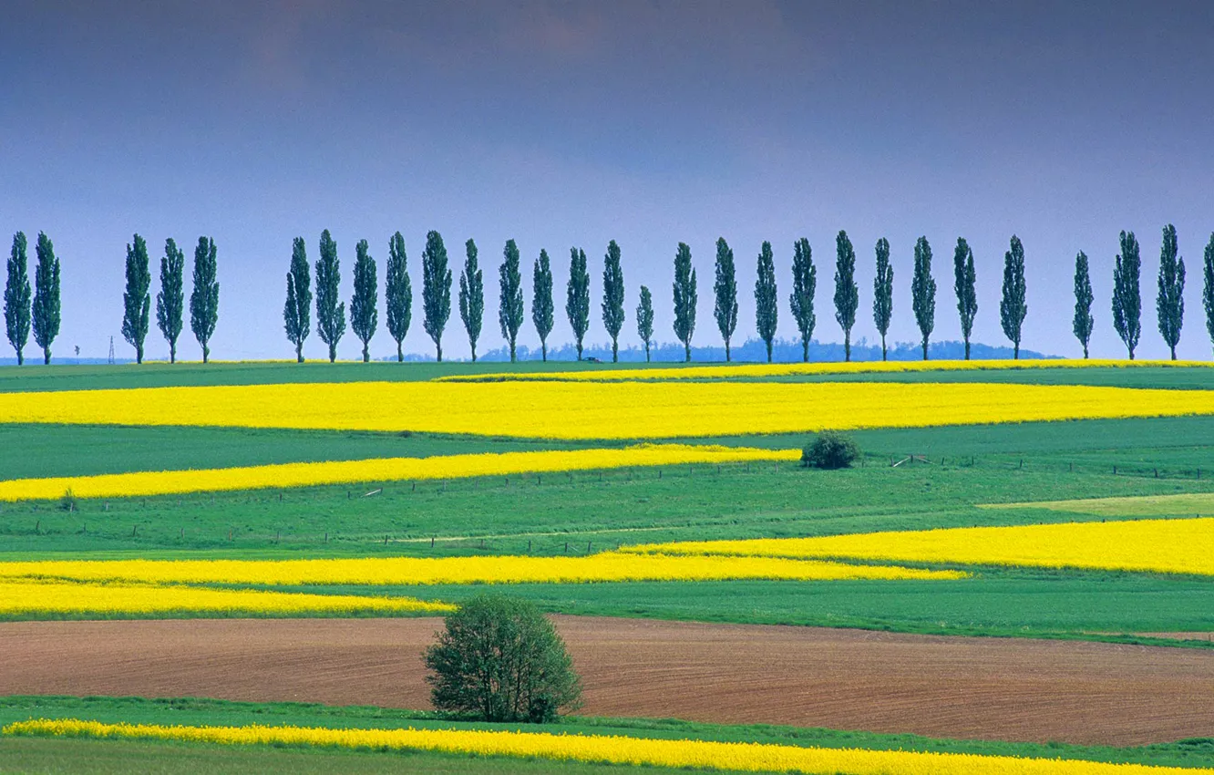Photo wallpaper trees, nature, field, Germany, Lower Saxony, Eichsfeld, Duderstadt