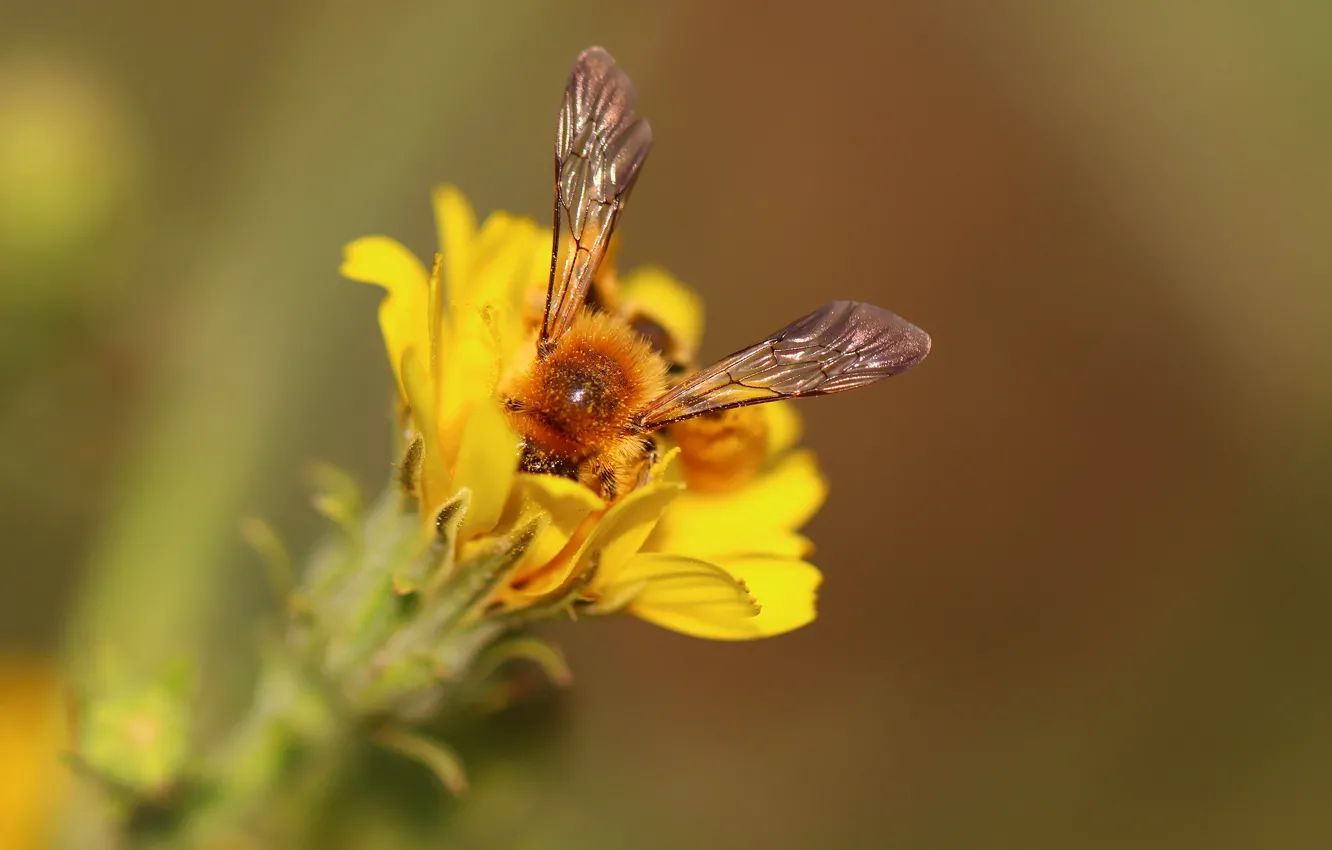 Photo wallpaper flower, bee, background, wings