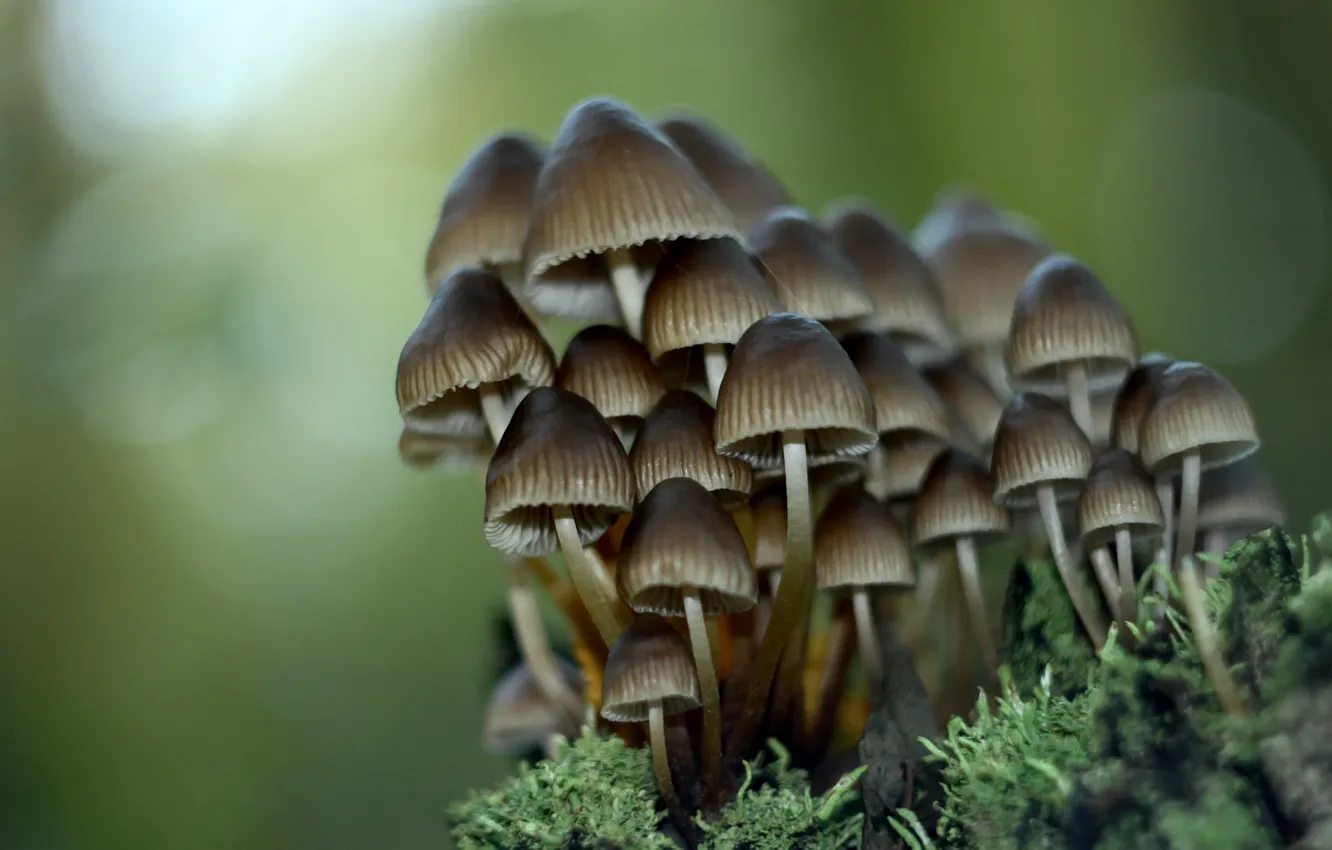 Photo wallpaper macro, nature, mushrooms