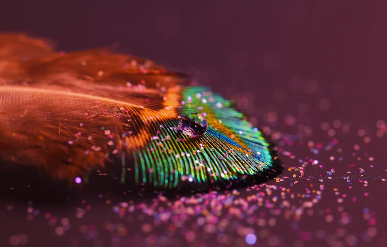 Photo wallpaper drops, macro, feathers