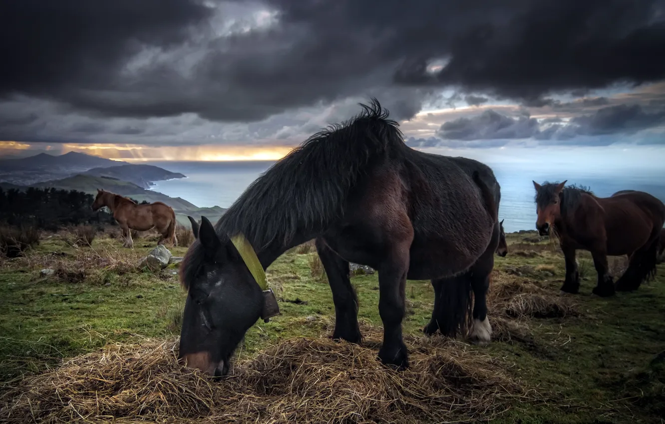 Photo wallpaper field, nature, horse