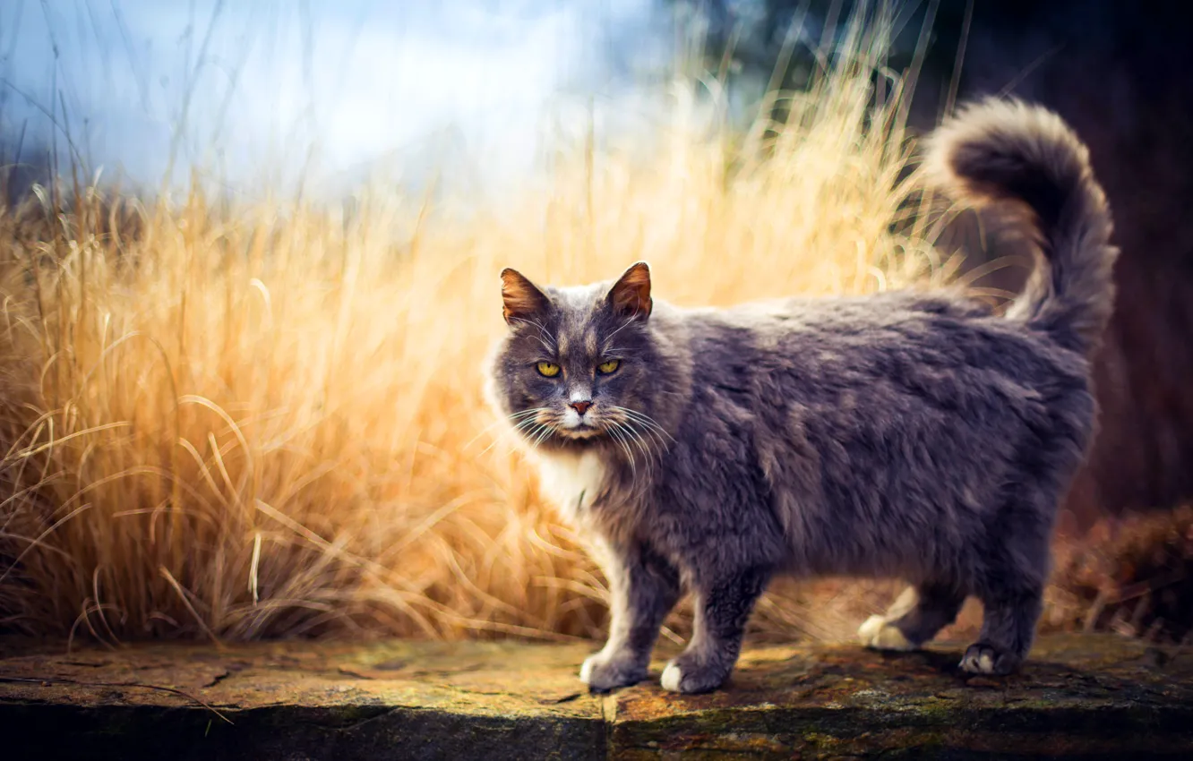 Photo wallpaper cat, cat, look, nature, walk