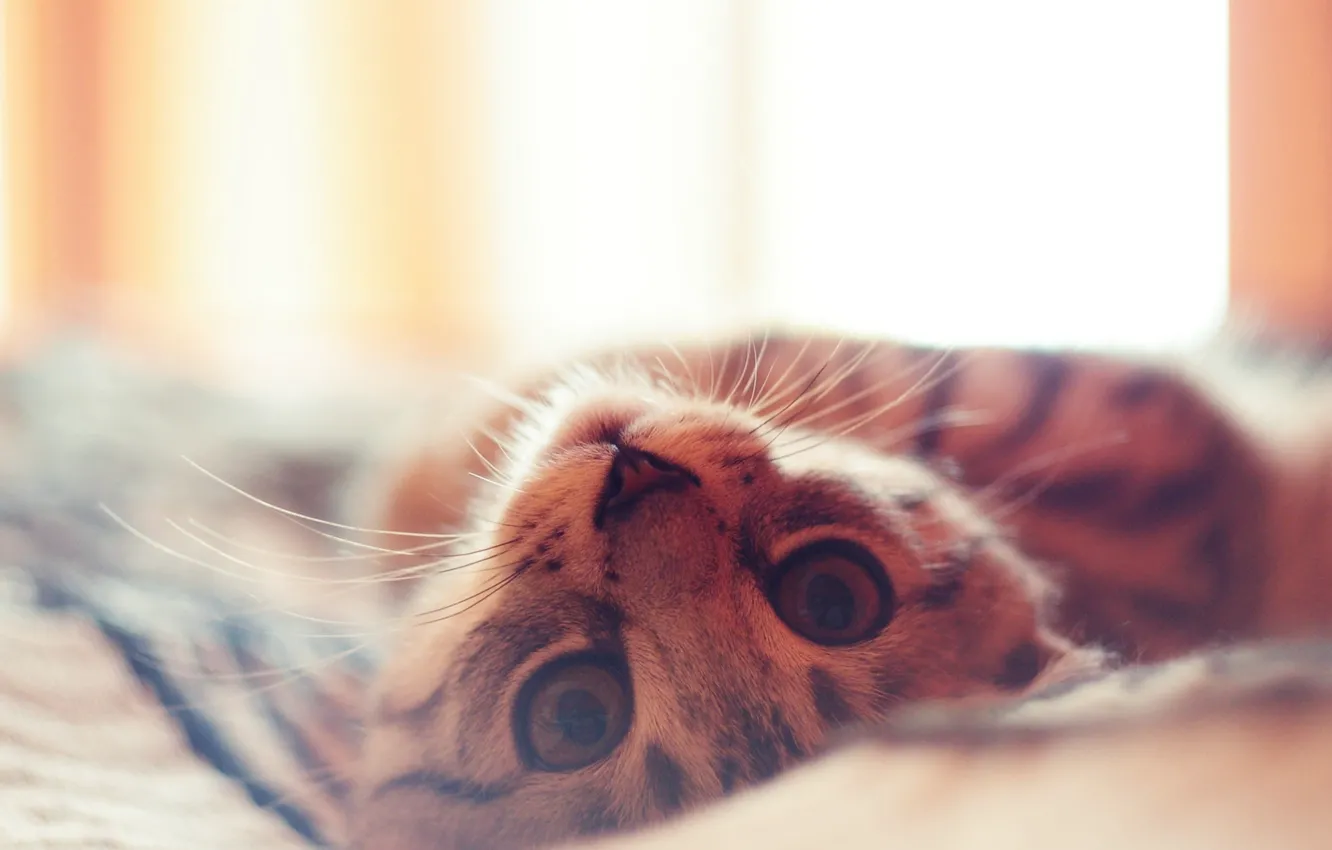 Photo wallpaper cat, mustache, look