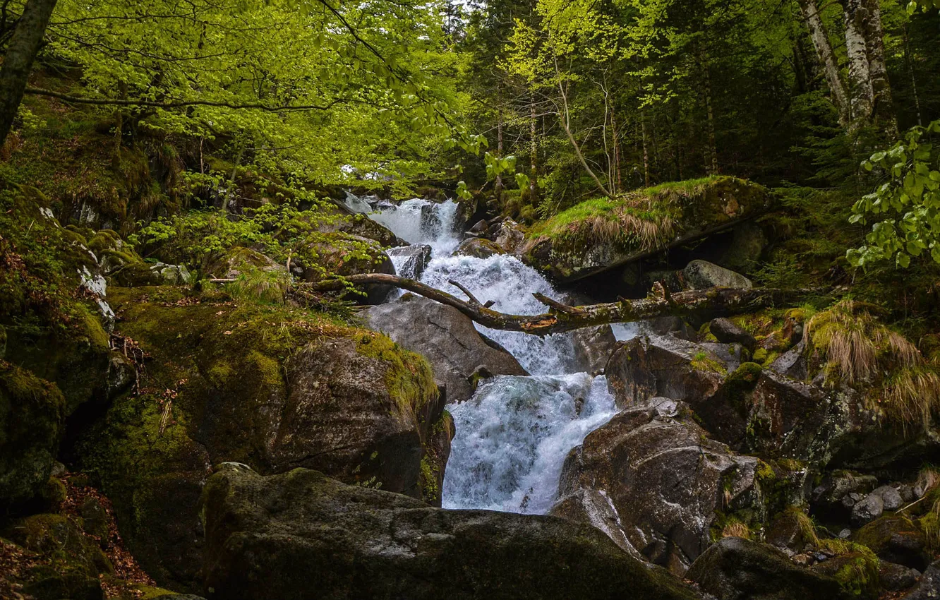Photo wallpaper forest, stream, stones