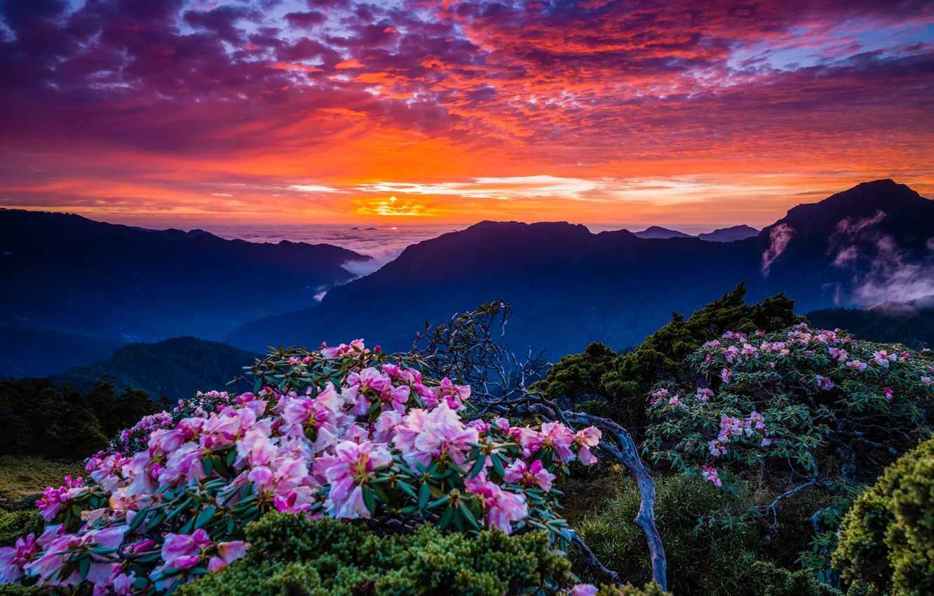 Photo wallpaper the sky, clouds, landscape, sunset, flowers, mountains, nature, hills