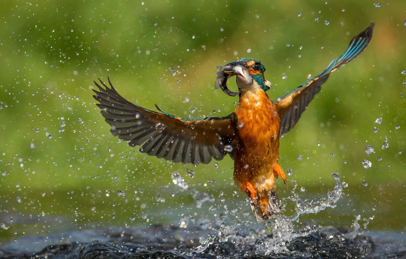 Photo wallpaper water, drops, bird, fish, Kingfisher, catch