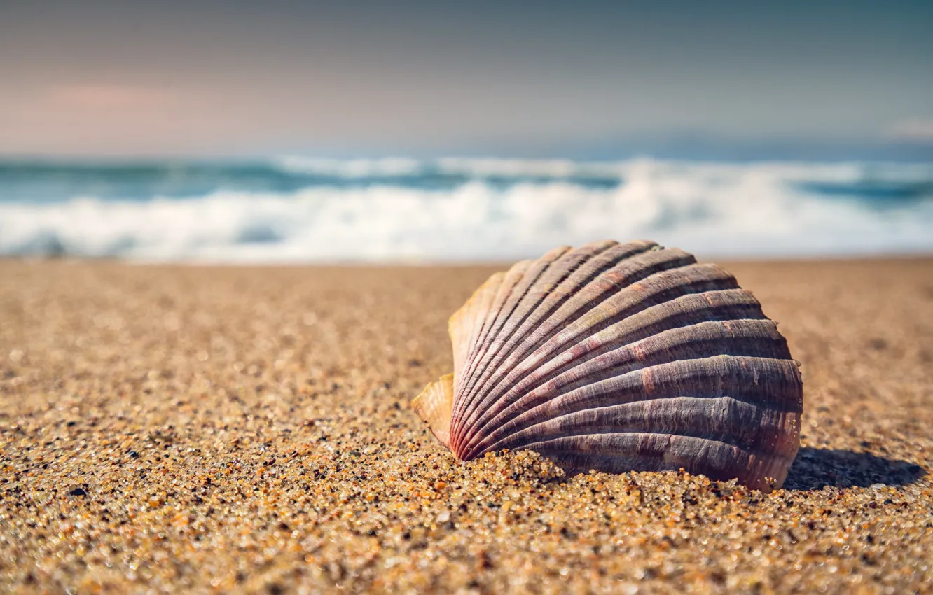 Photo wallpaper sand, sea, macro, shell