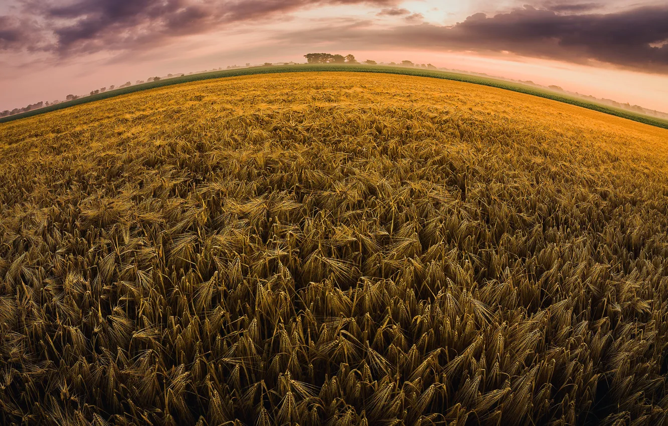 Photo wallpaper rye, cereals, the horizon line, rye field, twisted