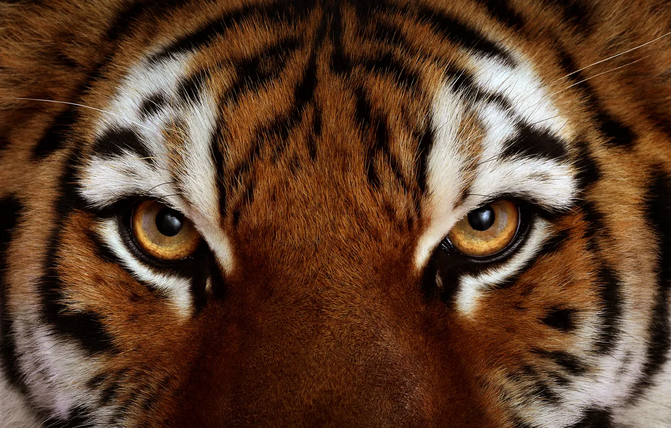 Photo wallpaper eyes, look, Tiger, wool
