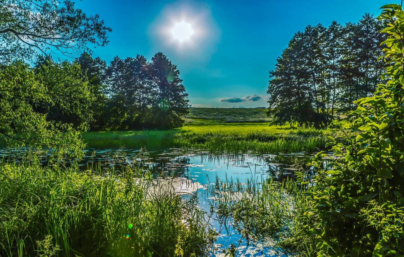 Photo wallpaper greens, summer, the sky, grass, the sun, trees, pond, reed