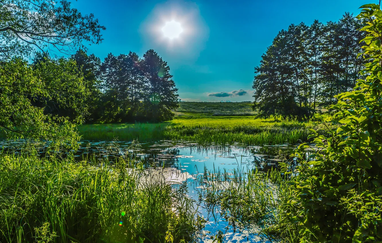 Photo wallpaper greens, summer, the sky, grass, the sun, trees, pond, the reeds