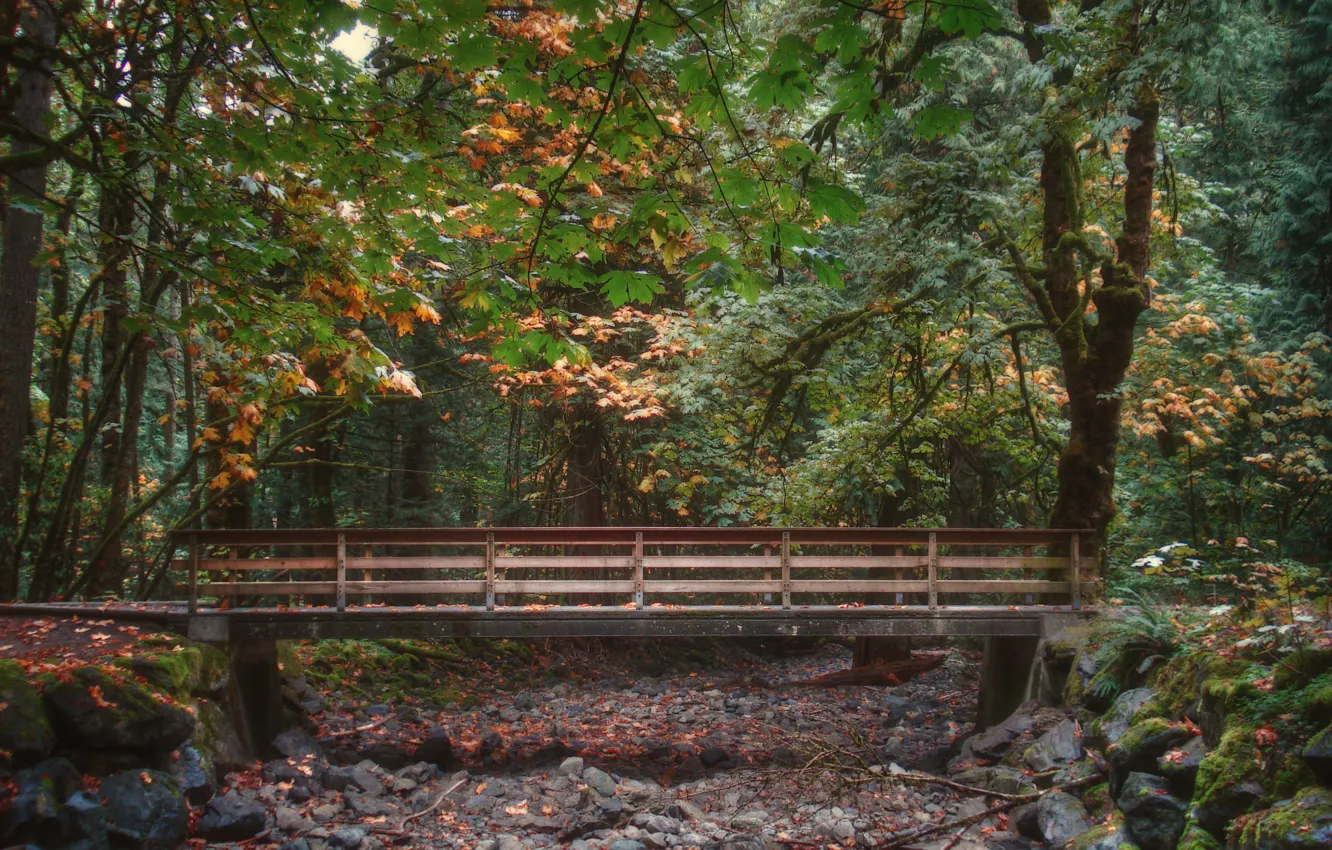 Photo wallpaper autumn, forest, foliage, forest, the bridge, bridge, Autumn, leaves