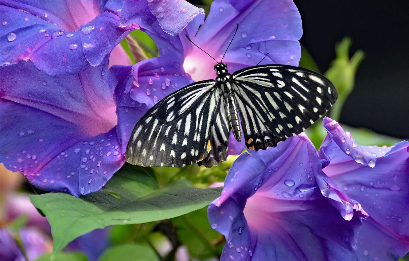 Photo wallpaper butterfly, bindweed, morning glory