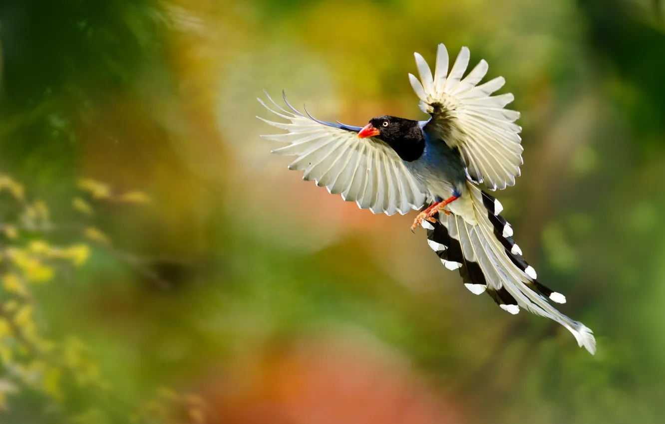 Photo wallpaper macro, nature, bird, feathers, garden