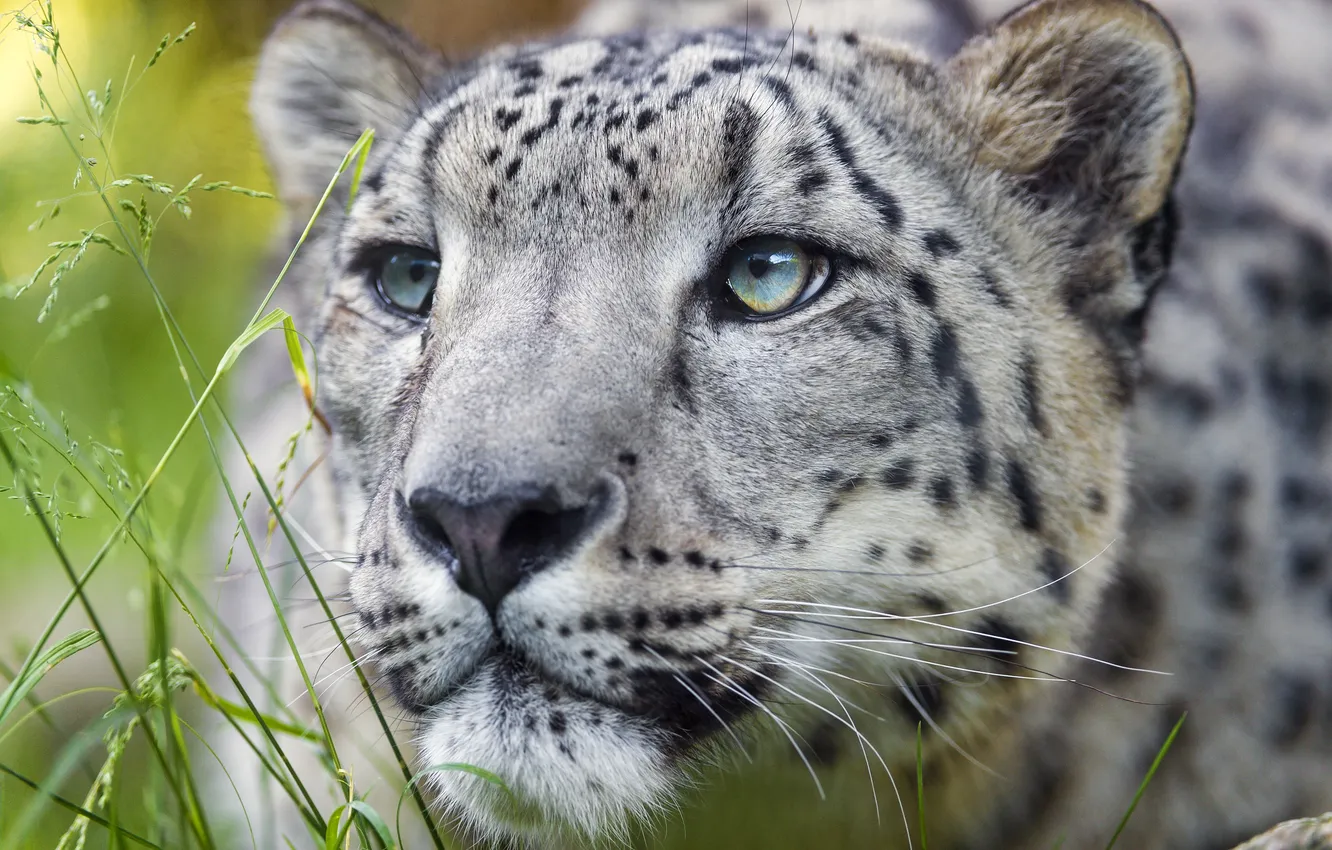 Photo wallpaper cat, grass, look, face, IRBIS, snow leopard, ©Tambako The Jaguar