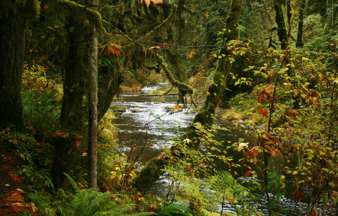 Photo wallpaper autumn, trees, Park, stream, USA, the bushes, Silver Falls State Park