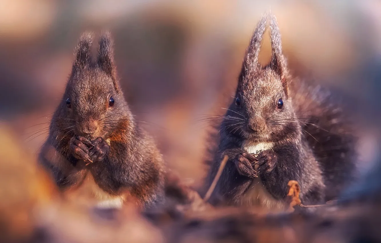 Photo wallpaper background, two, protein, squirrel, proteins