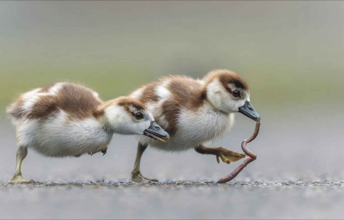 Photo wallpaper food, two, birds