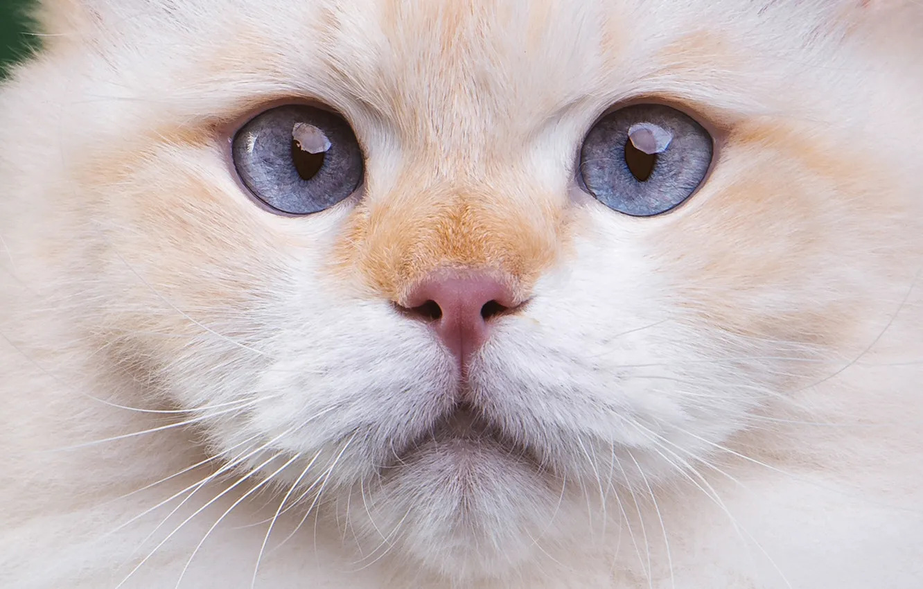 Photo wallpaper cat, cat, look, pose, face
