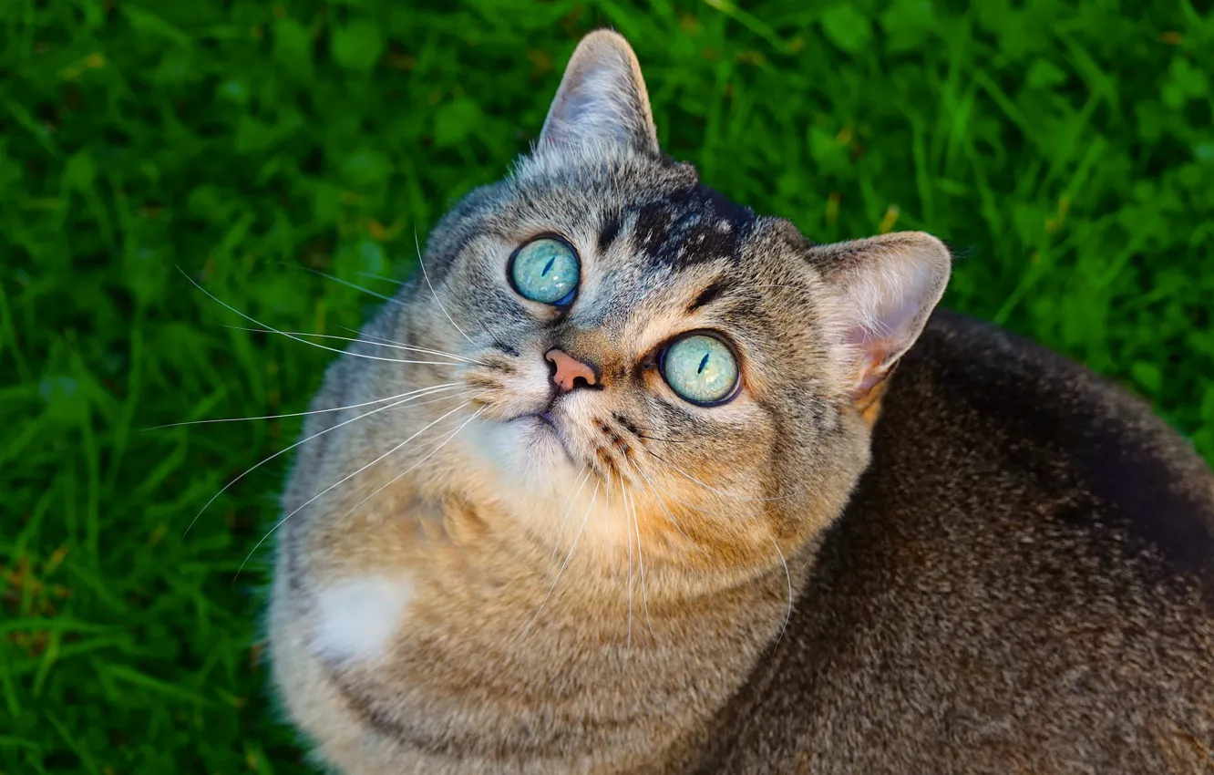 Photo wallpaper cat, grass, eyes, cat, look, face, grey, portrait