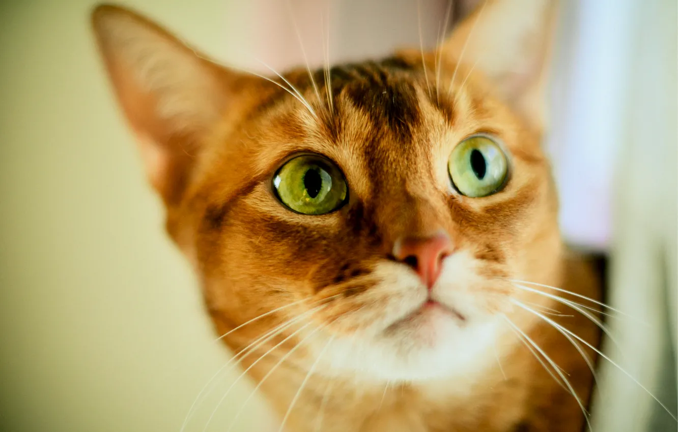 Photo wallpaper cat, look, blur, red, green-eyed