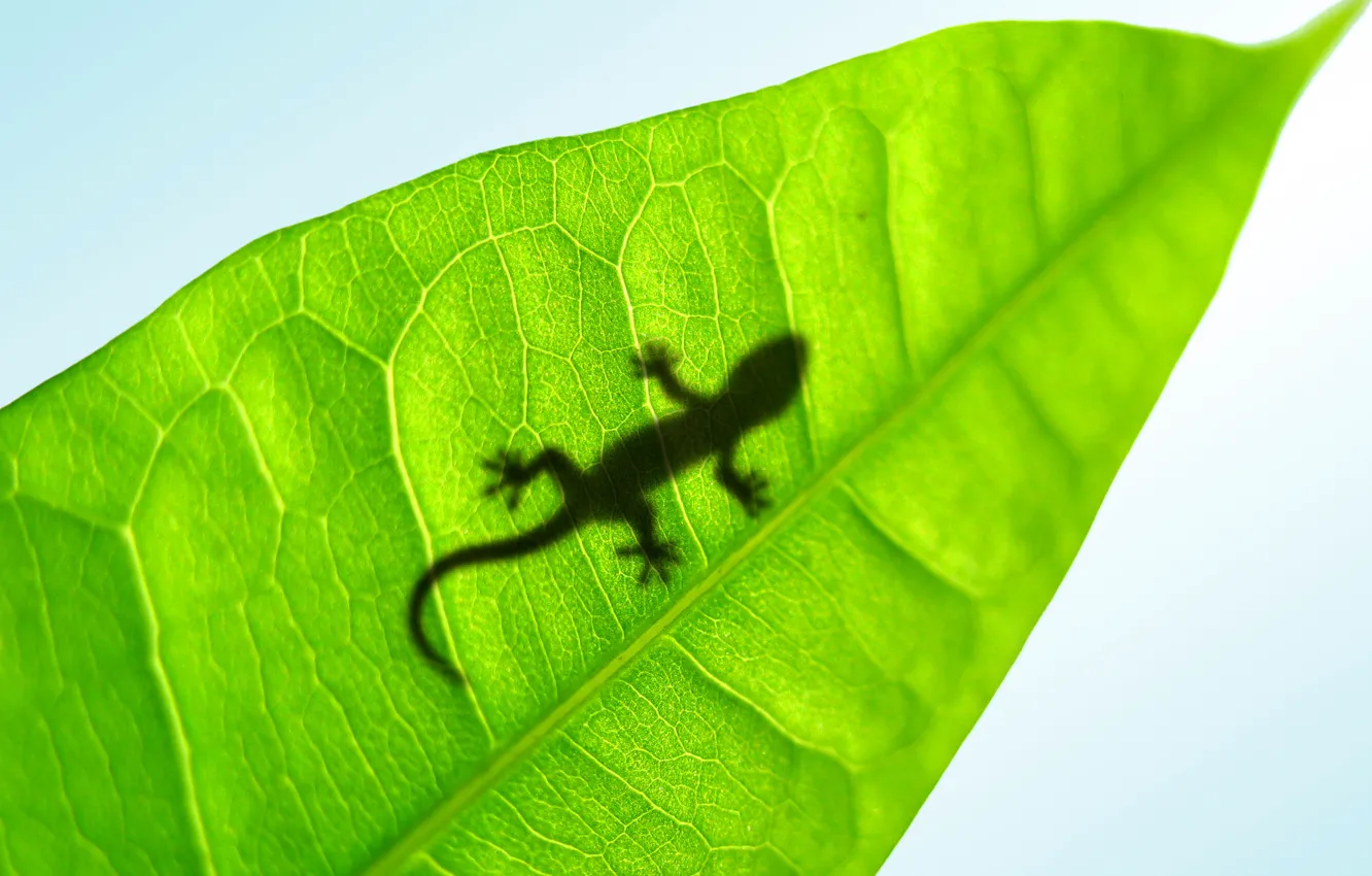 Photo wallpaper sheet, lizard, Lucky Gecko