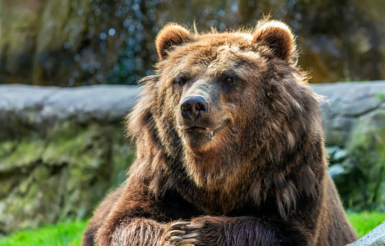 Photo wallpaper look, face, light, paws, bear, claws, bokeh