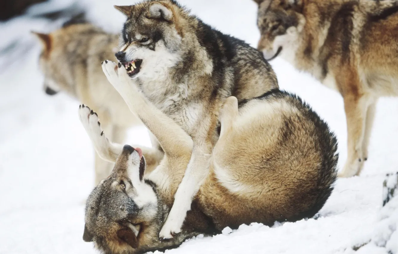 Photo wallpaper fantasy, nature, art, snow, predator, face, animal, wolf