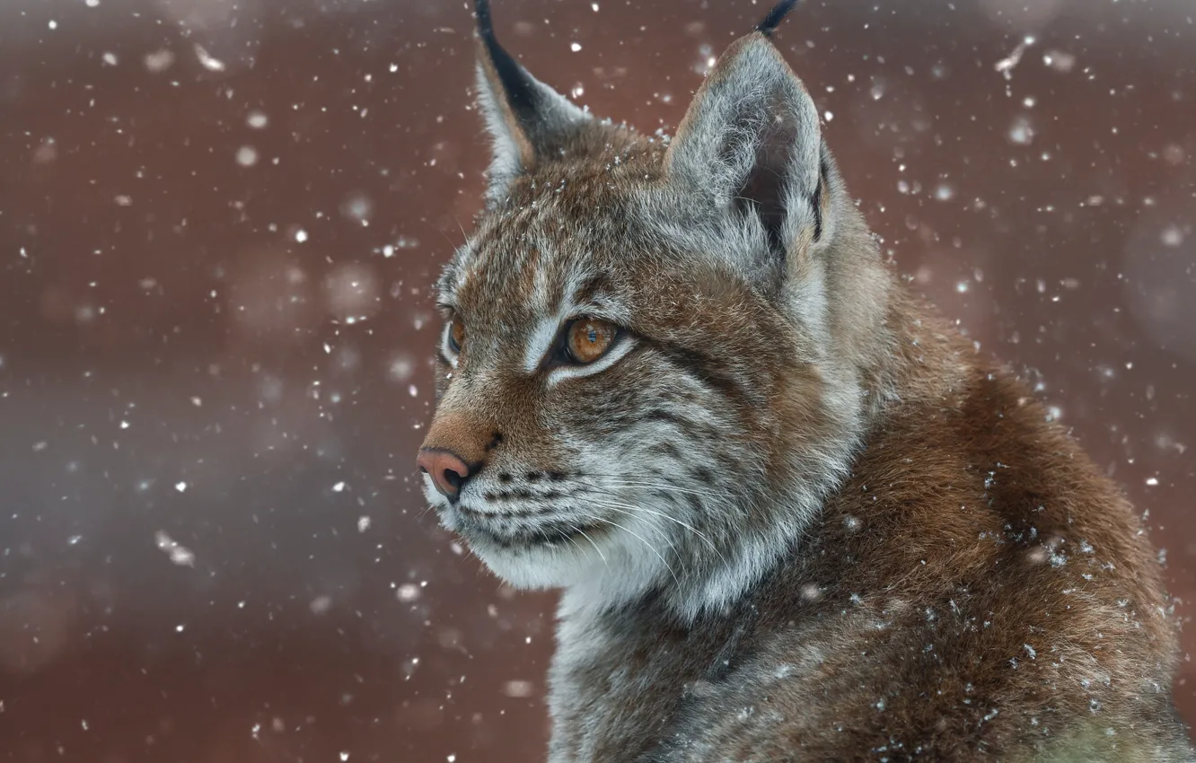 Photo wallpaper face, snow, portrait, lynx, wild cat, Oleg Bogdanov