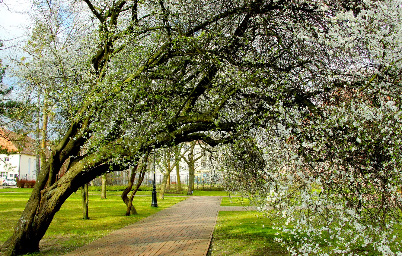 Photo wallpaper park, tree, spring, alley, blooming