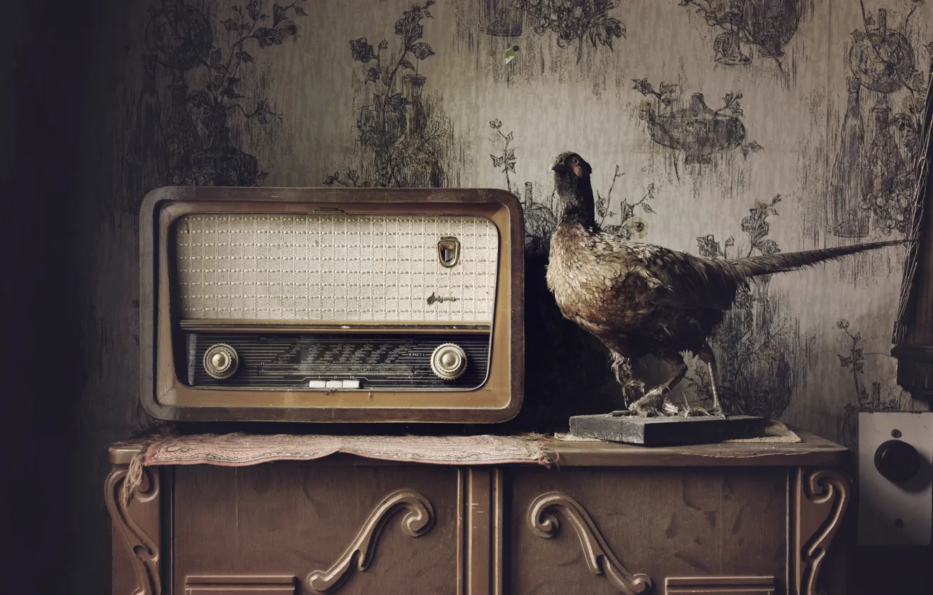 Photo wallpaper house, bird, radio