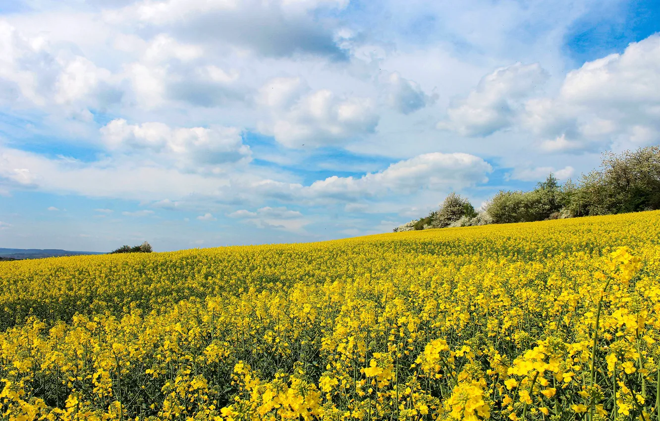 Photo wallpaper the sky, clouds, rape, rapeseed field