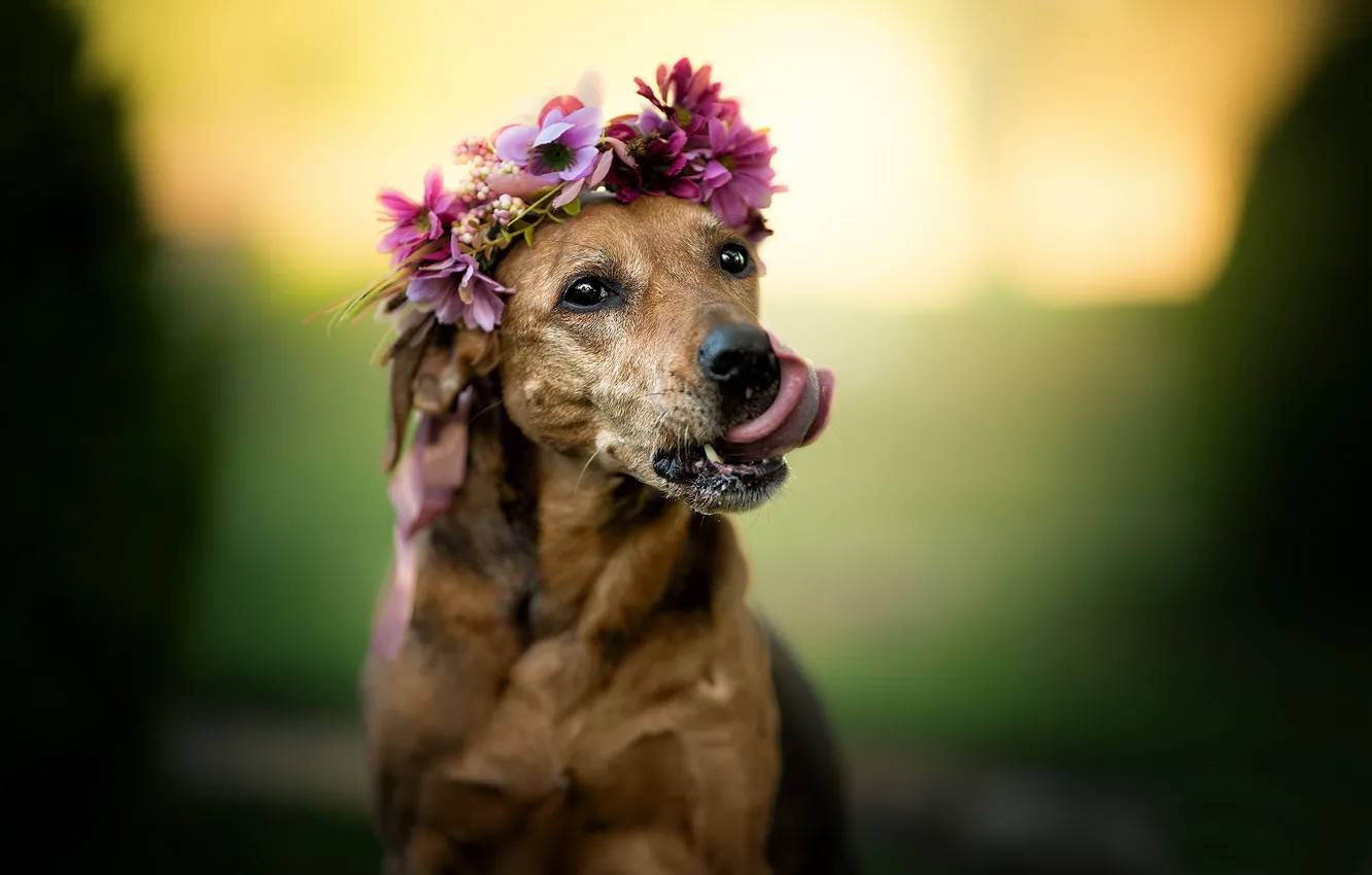 Photo wallpaper language, face, flowers, background, portrait, dog, wreath