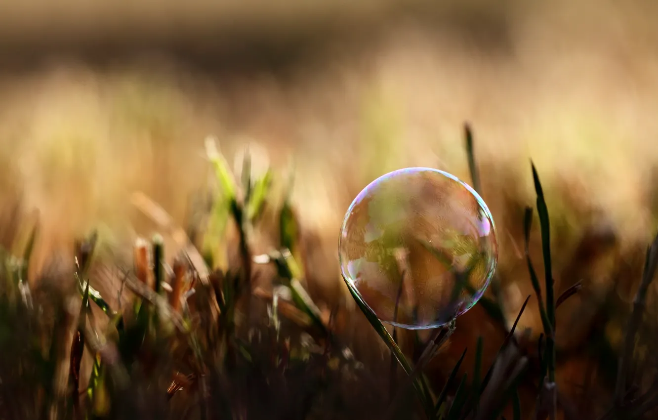 Photo wallpaper summer, grass, macro, light, nature, bubbles, photo, background