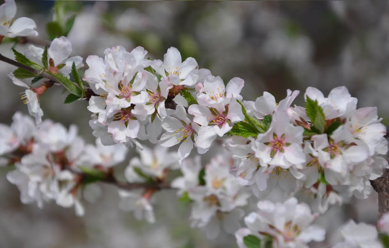 Photo wallpaper flowers, branches, spring, flowering