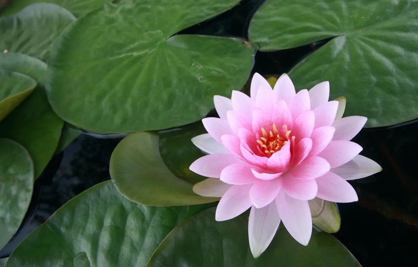 Photo wallpaper flower, leaves, water, pink, Lotus, Lily, water Lily